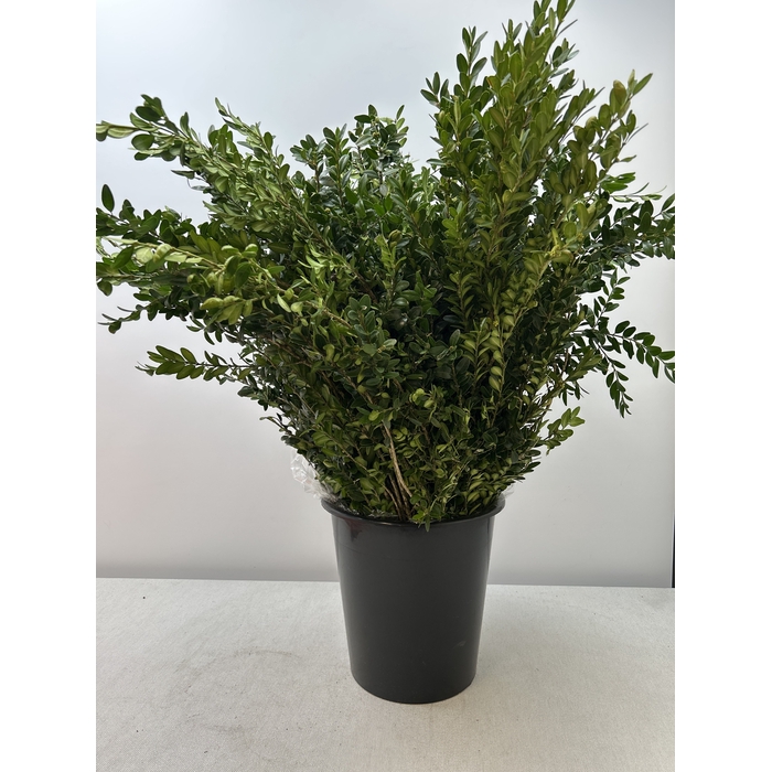 <h4>BUXUS SEMP PB</h4>