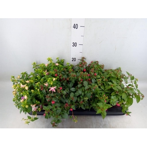 Fuchsia  'Bella Fuchsia'