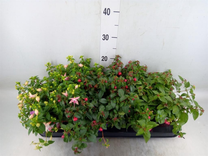 <h4>Fuchsia  'Bella Fuchsia'</h4>
