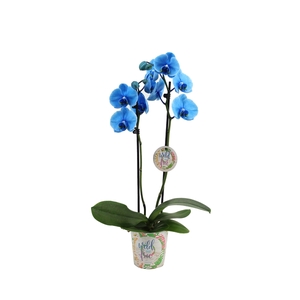 Potcover I Am Wild & Free Phal I Am Blue 2T12+