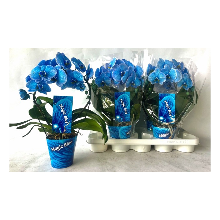 <h4>Phalaenopsis Royal Blue boog 12Ø 45cm 2st 18fl</h4>