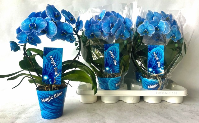 Phalaenopsis Royal Blue 12Ø 45cm 2st 18fl