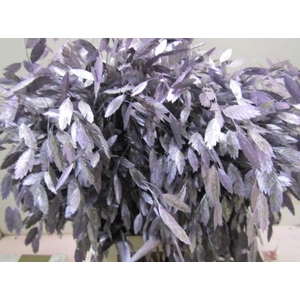 Chasmanthium Metallic Paars