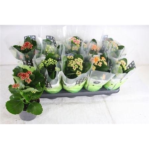 ** Kal Ge Gem 4 Kl * Spring Deal *