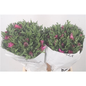 Anemone Mistral Fucsia