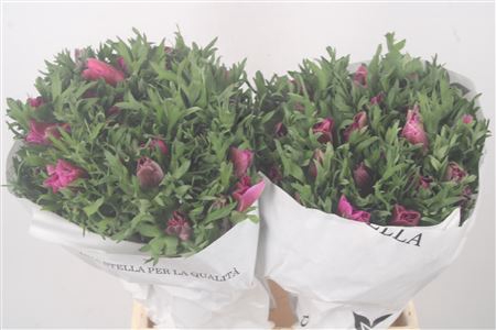 <h4>Anemone Mistral Fucsia</h4>