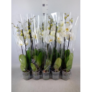 Phalaenopsis   ...