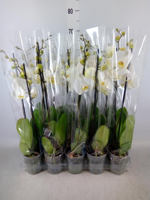 <h4>Phalaenopsis   ...</h4>