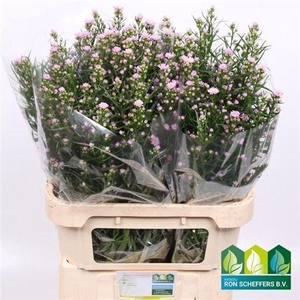 Aster Claudia