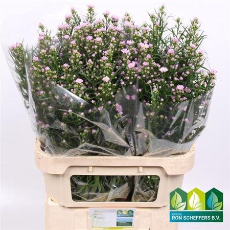<h4>Aster Claudia</h4>
