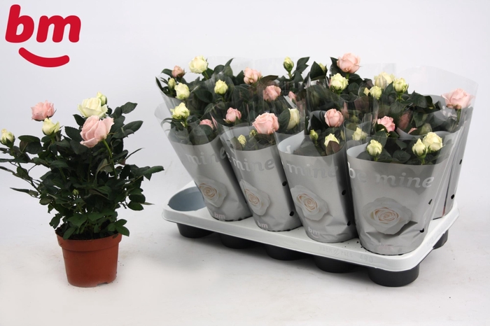 <h4>RO B MONDE GEM</h4>