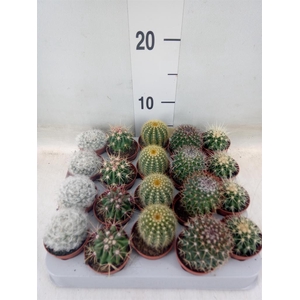 Cactus   ...mix