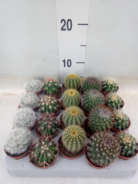 <h4>Cactus   ...mix</h4>