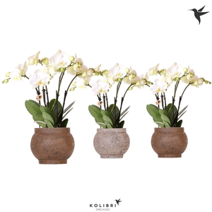 Kolibri Orchids Phalaenopsis Jewel Ghent 4spike in Ancient brown