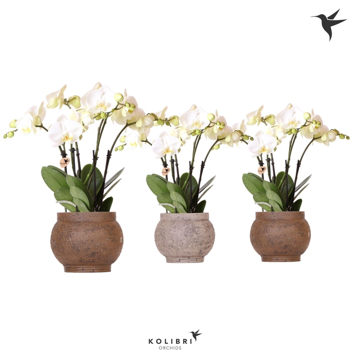 <h4>Kolibri Orchids Phalaenopsis Jewel Ghent 4spike in Ancient brown</h4>
