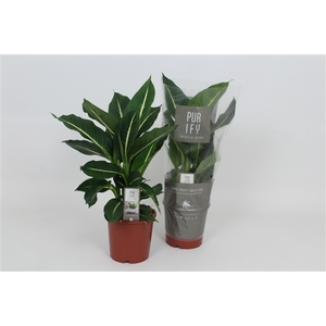 Purify Dieffenbachia Green Magic 17 cm