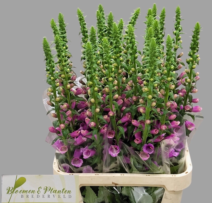 <h4>DIGI CAMELOT LAVEND</h4>