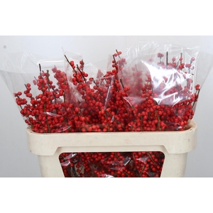 Ilex Rood