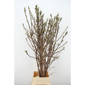 MAGNOLIA SUPERBA 170CM