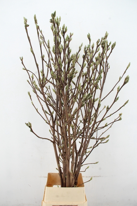 <h4>MAGNOLIA SUPERBA 170CM</h4>