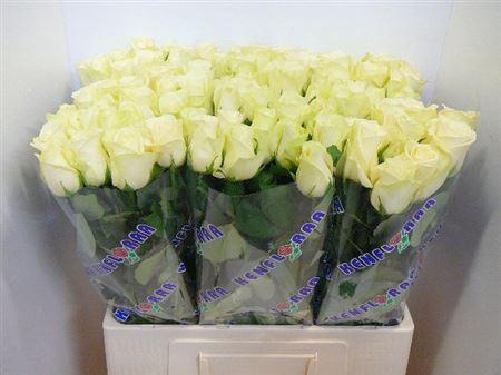 <h4>R Gr Snowstorm+</h4>