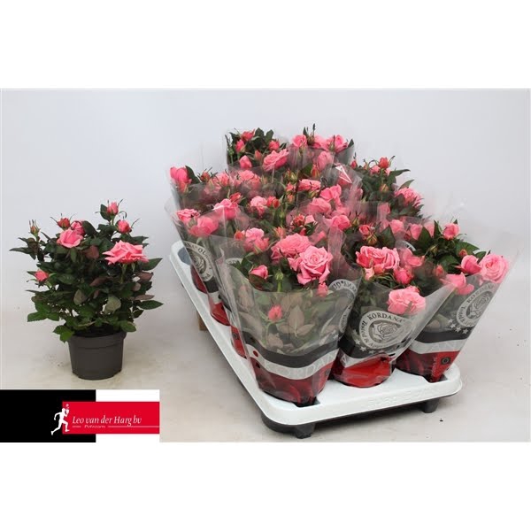 <h4>Rosa Kordana Grande Esmeralda (Roze)</h4>