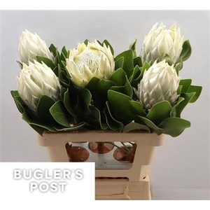 Protea Cy Ayoba Arctic Ice
