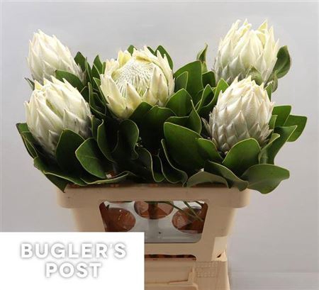 <h4>Protea Cy Ayoba Arctic Ice</h4>
