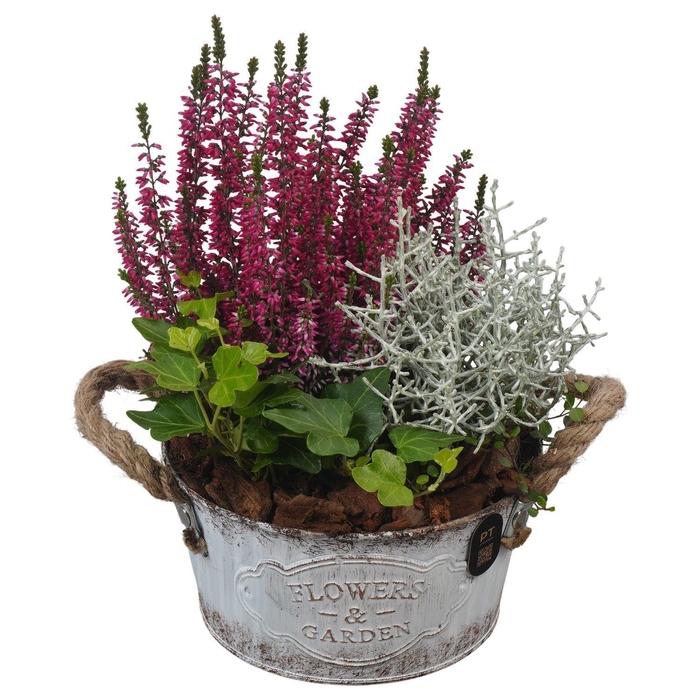 <h4>Arr.   Tuinplanten L%</h4>