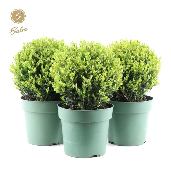 <h4>Ilex crenata 'Jenny'® Ball Ø25cm P21</h4>