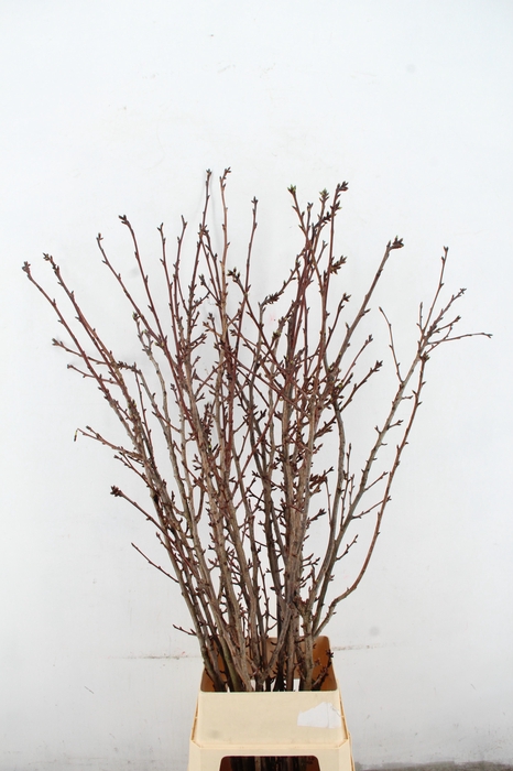 PRUNUS X SERRULATA PER STEM 150CM