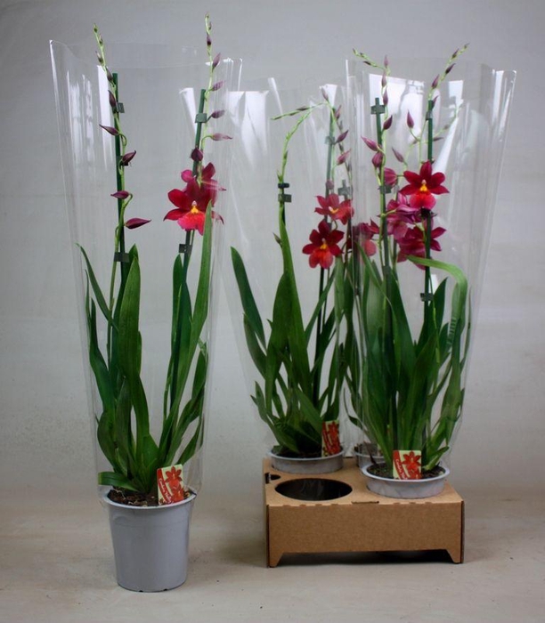 <h4>Cambria Nelly Isler 2tak 4gaats</h4>