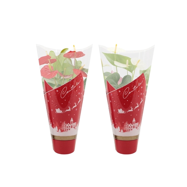 <h4>Anthurium red&white mix in Couture Christmas sleeve</h4>