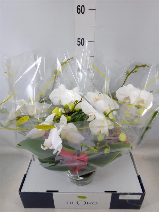 <h4>Phalaenopsis   ...white</h4>