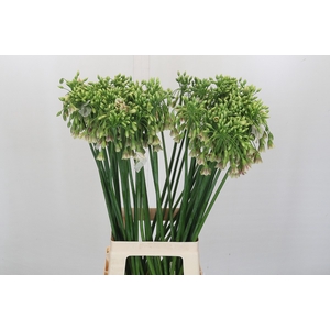 Allium Nectaroscordum Siculum