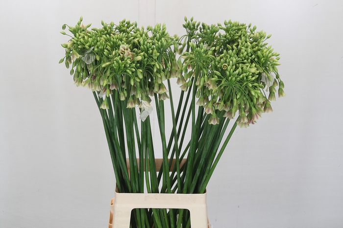 <h4>Allium Nectaroscordum Siculum</h4>