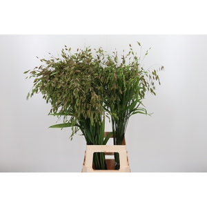 Chasmanthium Latifol