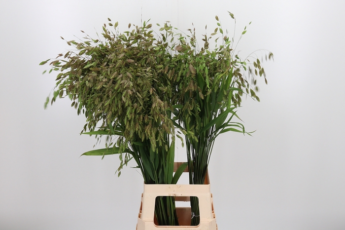 <h4>Chasmanthium Latifol</h4>