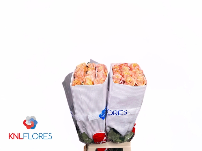 <h4>Rosa gr Shimmer</h4>