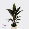 Cordyline Fruticosa Rumba 12Ø 48cm 1pp