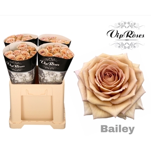 R GR BAILEY! x40
