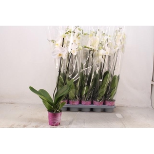 PHAL OV WIT