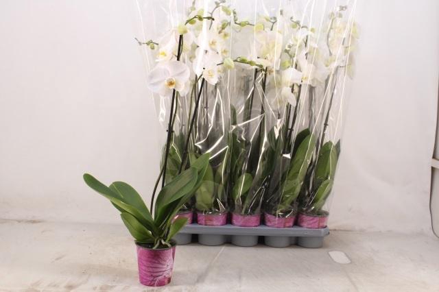 <h4>PHAL OV WIT</h4>