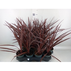 Cordyline austr. 'Red Star'