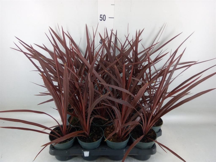 <h4>Cordyline austr. 'Red Star'</h4>