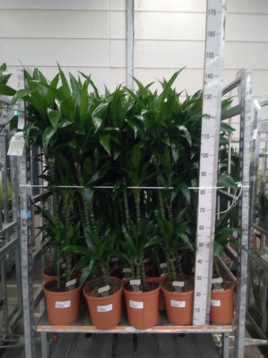 <h4>Dracaena frag. 'Janet Craig'</h4>