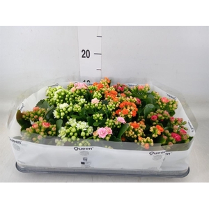 Kalanchoe blos.   ..rosebud rs fl 5