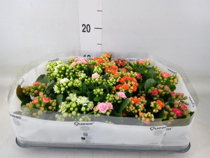 <h4>Kalanchoe blos.   ..rosebud rs fl 5</h4>