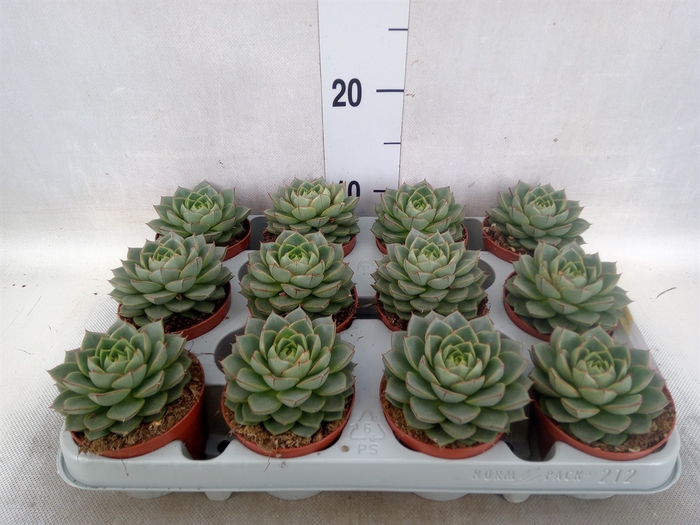 <h4>Echeveria   ...</h4>