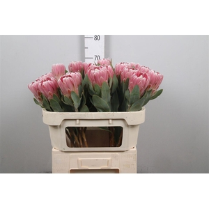 Protea Penny Pink